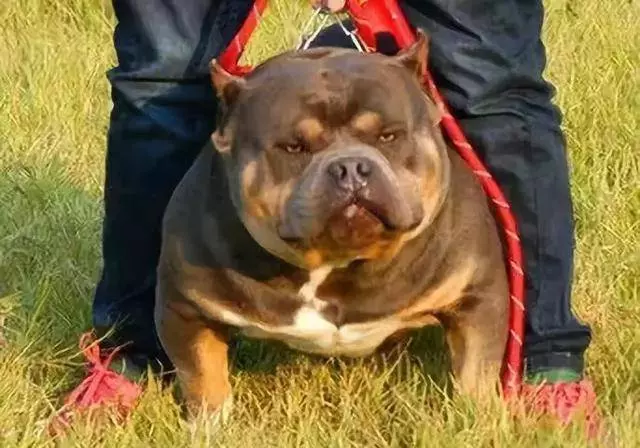 內有惡霸犬,不是逗你玩的