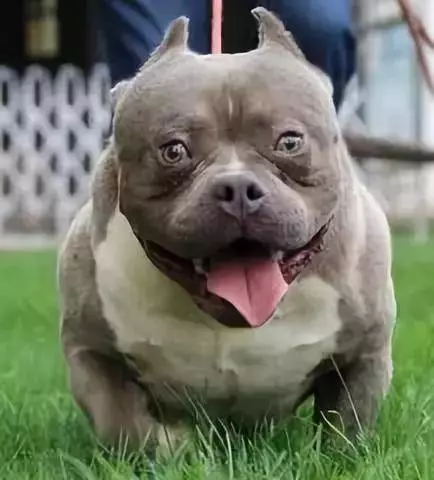 內有惡霸犬,不是逗你玩的