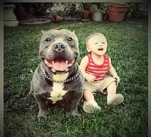 內有惡霸犬,不是逗你玩的