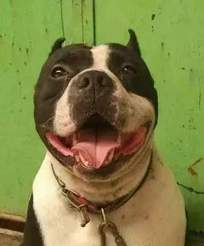 內有惡霸犬,不是逗你玩的