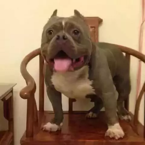 內有惡霸犬,不是逗你玩的