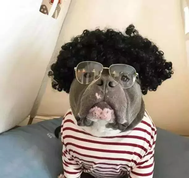 內有惡霸犬,不是逗你玩的