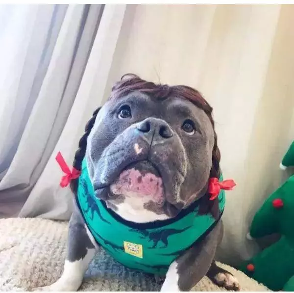 內有惡霸犬,不是逗你玩的