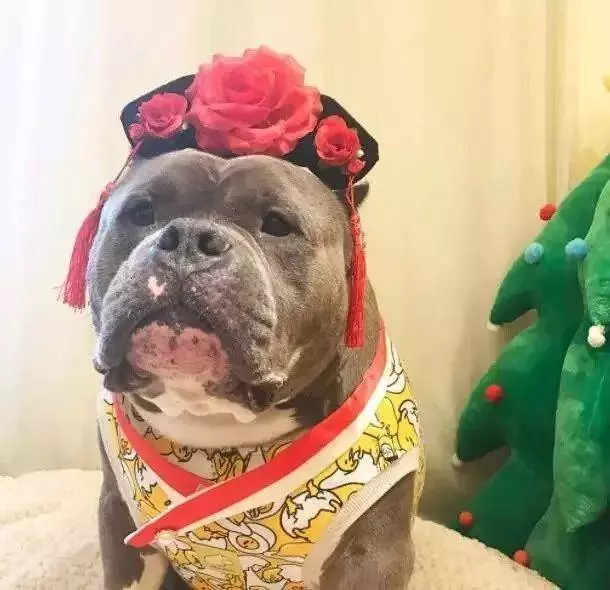 內有惡霸犬,不是逗你玩的