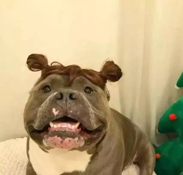 內有惡霸犬,不是逗你玩的