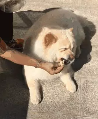 奶奶養大的狗,果然非同凡響
