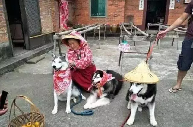 奶奶養大的狗,果然非同凡響