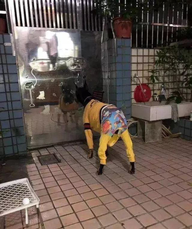奶奶養大的狗,果然非同凡響