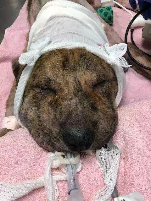 流浪狗帶著腫脹的腦袋到處走,讓人心疼