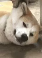 養狗以後……才後悔當初為什麼沒有挑對狗