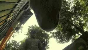 請你放過狗,讓它自生自滅吧