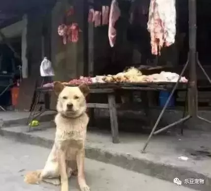 流浪大黃狗每天到肉攤前報道,本想是乞討的,老闆:它報恩四年了