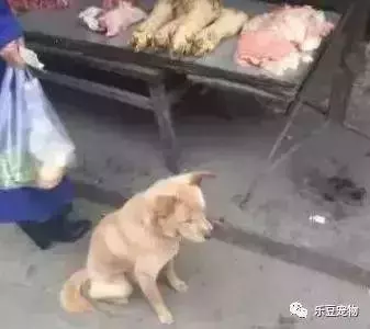 流浪大黃狗每天到肉攤前報道,本想是乞討的,老闆:它報恩四年了