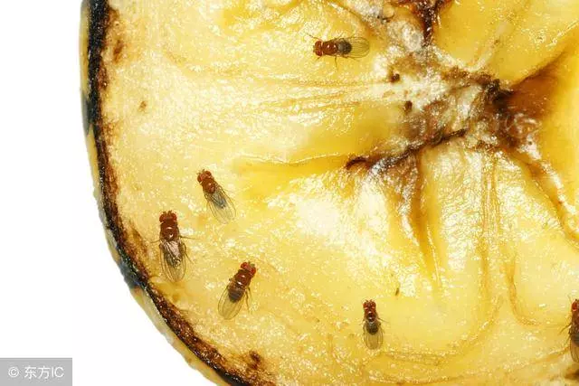 家有蒼蠅不要急,家裡放點「它」,蒼蠅來多少滅多少!