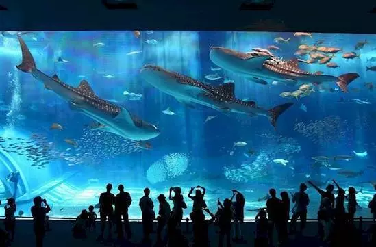 23張再幸運也未必有機會看到的罕見照片~大家來看看吧