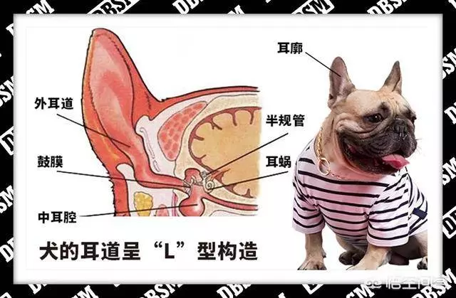 狗狗聽人說話的時候常常「歪頭」,背後可是有這些原因的哦!