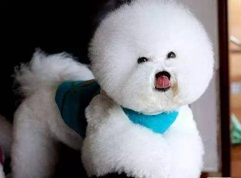 最依賴主人的幾種狗,個個都是粘人的小妖精