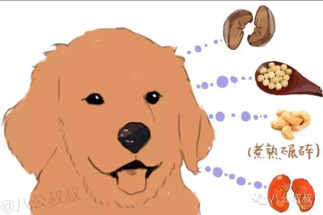 為什麼狗狗鼻頭會褪色?