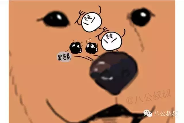 為什麼狗狗鼻頭會褪色?