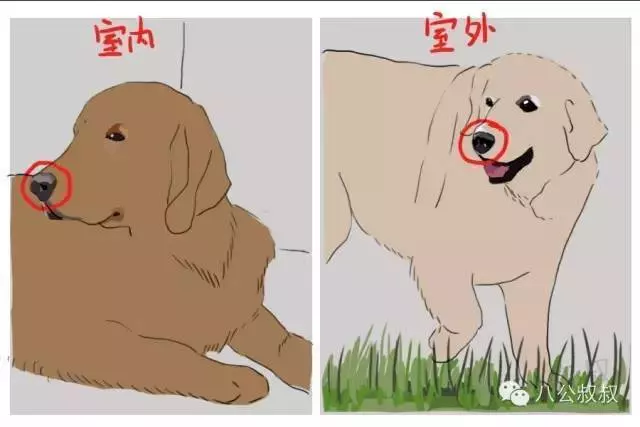 為什麼狗狗鼻頭會褪色?
