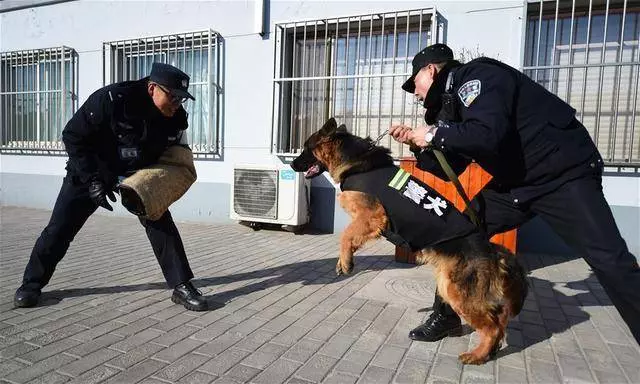 中國常見的5種工作犬,真是人類的「大英雄」
