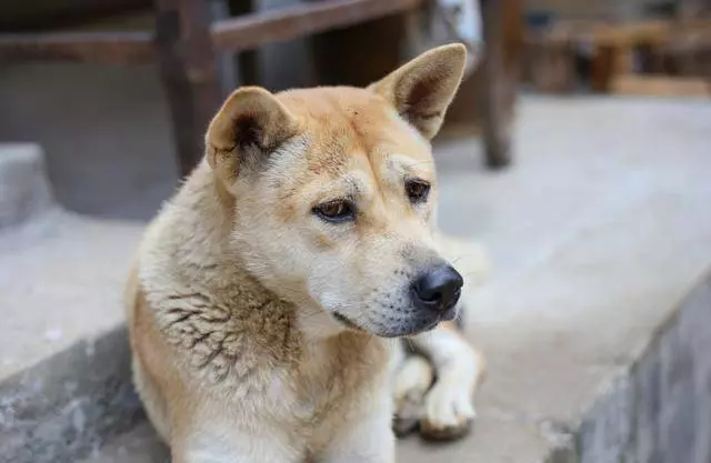 中國常見的5種工作犬,真是人類的「大英雄」