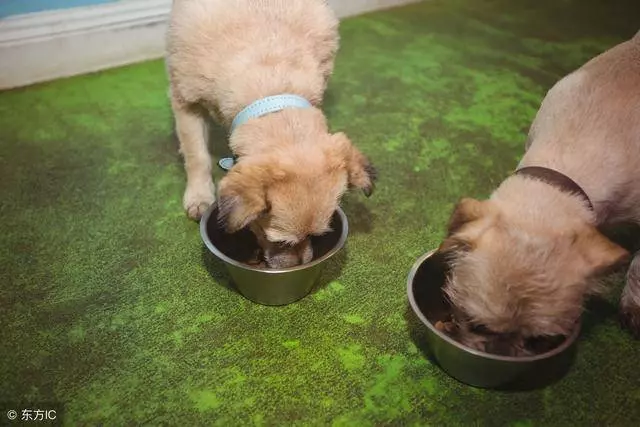 中國常見的5種工作犬,真是人類的「大英雄」