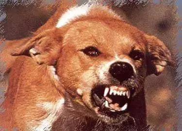 狗狗會咬主人嗎?這5個情況下,主人也不例外