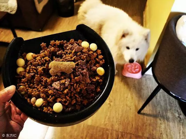養狗的注意了,不定期幫狗狗擠肛門腺,後果會很嚴重