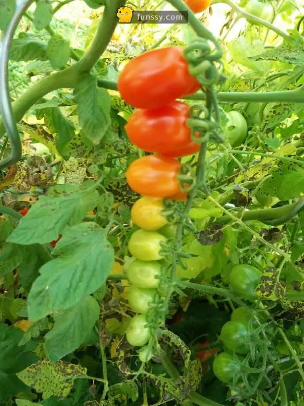30多張會「讓你整個人超舒服」的超完美食物照片