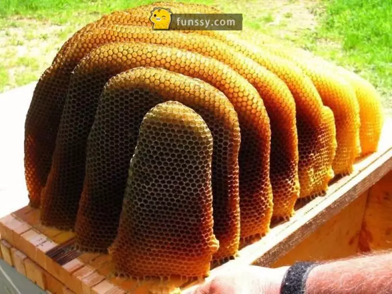 30多張會「讓你整個人超舒服」的超完美食物照片