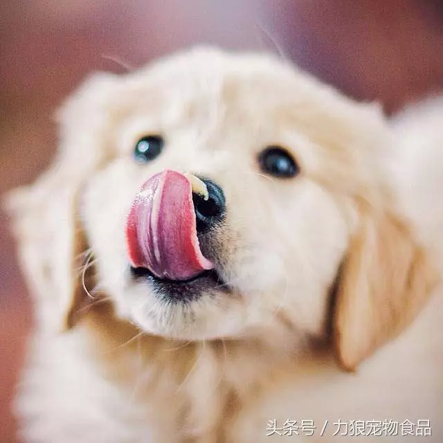 讀懂狗狗的這10個小動作,就能讓你和狗狗的親密度成倍暴漲
