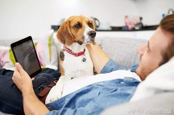 讀懂狗狗的這10個小動作,就能讓你和狗狗的親密度成倍暴漲