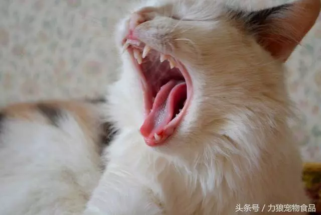 讀懂狗狗的這10個小動作,就能讓你和狗狗的親密度成倍暴漲