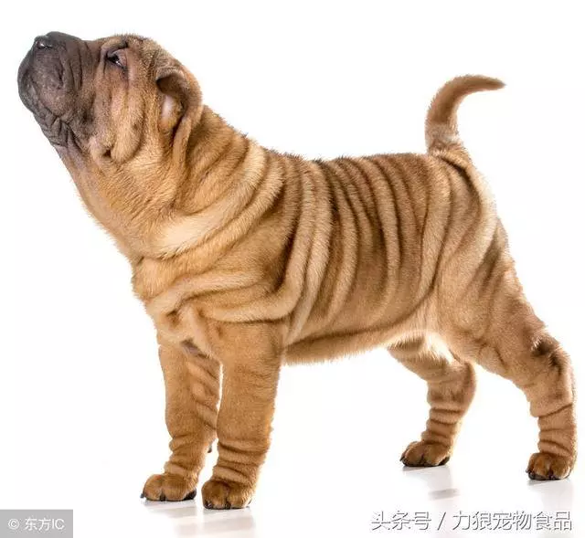 讀懂狗狗的這10個小動作,就能讓你和狗狗的親密度成倍暴漲