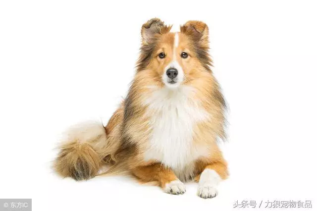 讀懂狗狗的這10個小動作,就能讓你和狗狗的親密度成倍暴漲