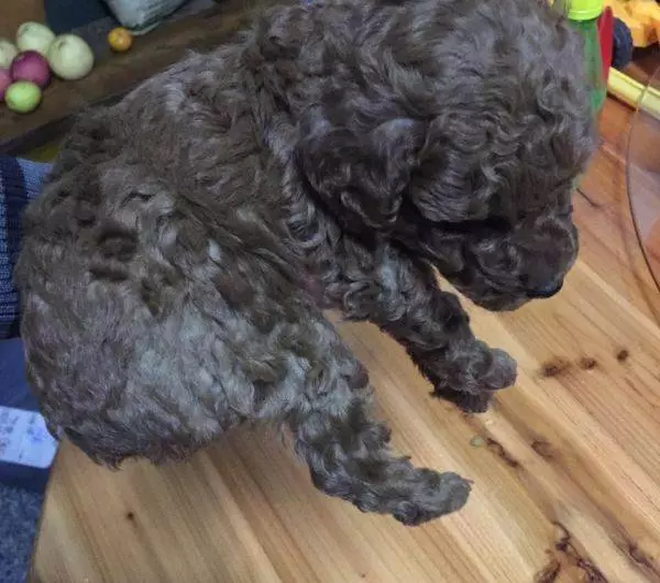 狗狗洗澡講究多,7大禁忌絕不能犯!