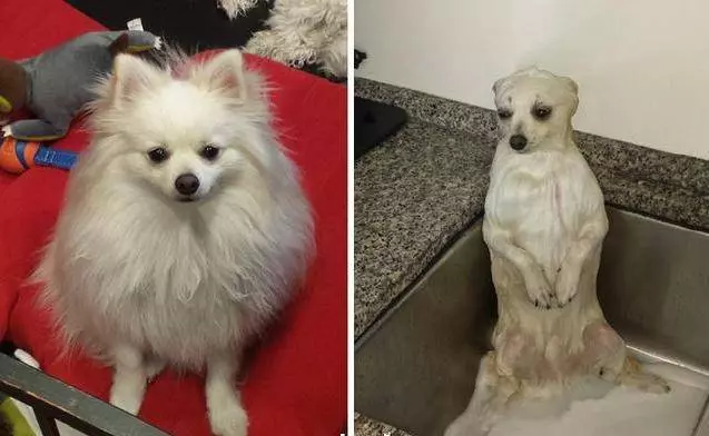 狗狗洗澡講究多,7大禁忌絕不能犯!