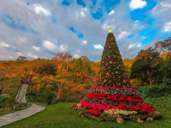 桃園山城紅花節登場 全台最高海拔「耶誕紅樹」亮相