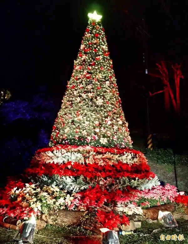 桃園山城紅花節登場 全台最高海拔「耶誕紅樹」亮相