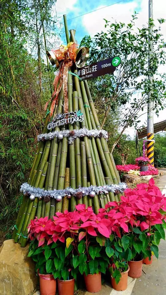 桃園山城紅花節登場 全台最高海拔「耶誕紅樹」亮相
