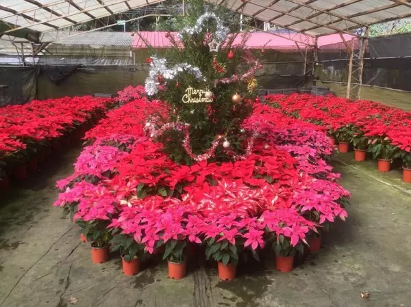桃園山城紅花節登場 全台最高海拔「耶誕紅樹」亮相