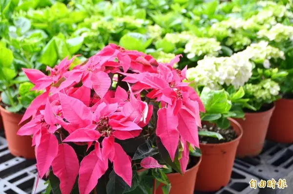 桃園山城紅花節登場 全台最高海拔「耶誕紅樹」亮相