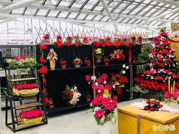 桃園山城紅花節登場 全台最高海拔「耶誕紅樹」亮相