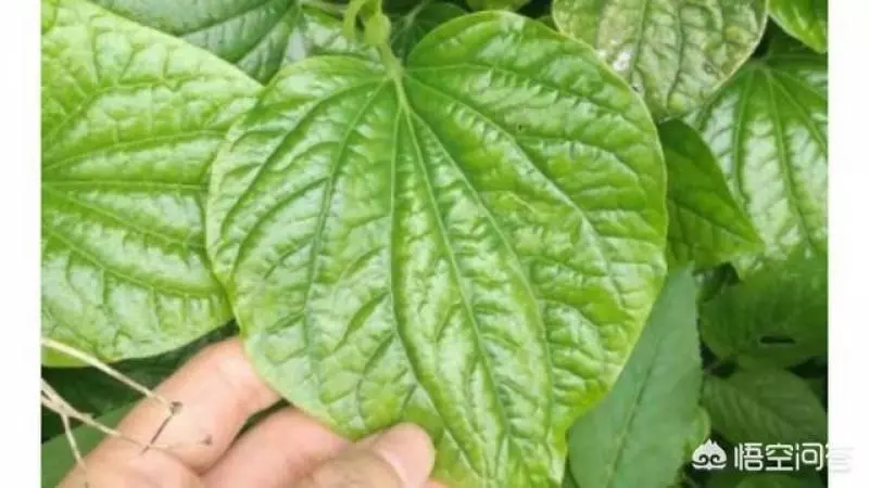 中醫認為假萎性溫味辛,有溫祛風除濕,溫中散寒、消腫止痛的功效 ~