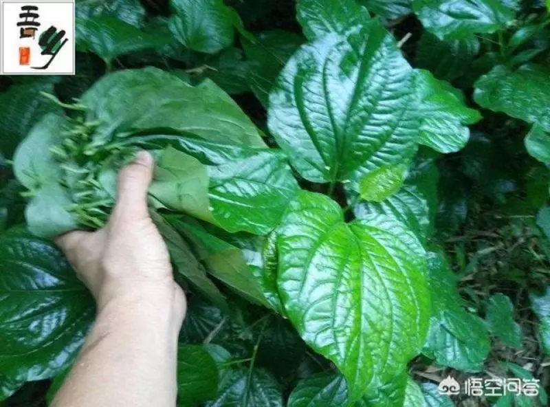 中醫認為假萎性溫味辛,有溫祛風除濕,溫中散寒、消腫止痛的功效 ~