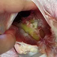 最原汁原味、最美味的蘸醬鼓油雞的做法推薦你也試做給家人嘗吧