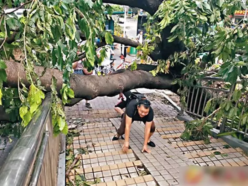 「山竹」過境樹倒阻路 民眾「翻山越嶺」上班 |