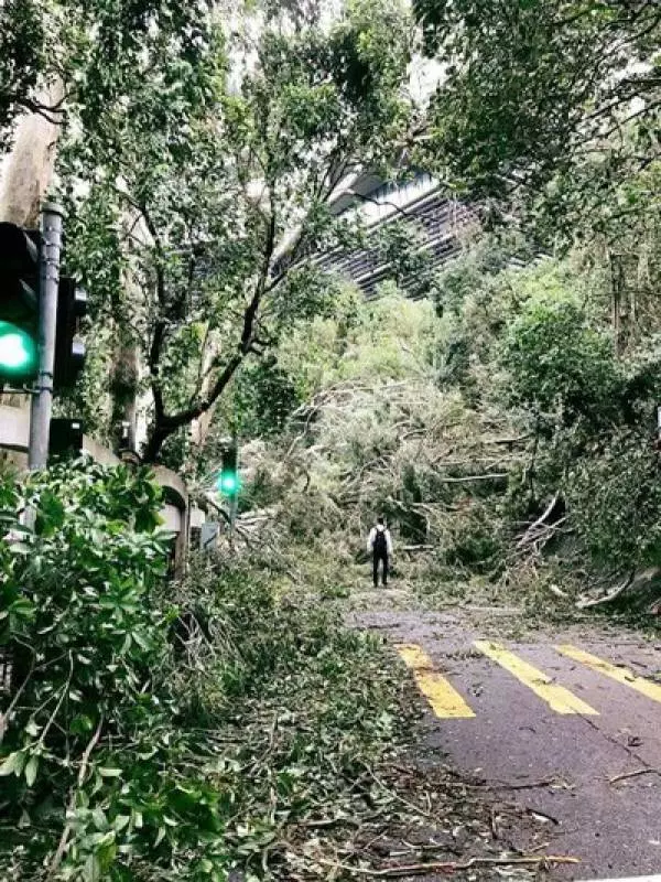 「山竹」過境樹倒阻路 民眾「翻山越嶺」上班 |