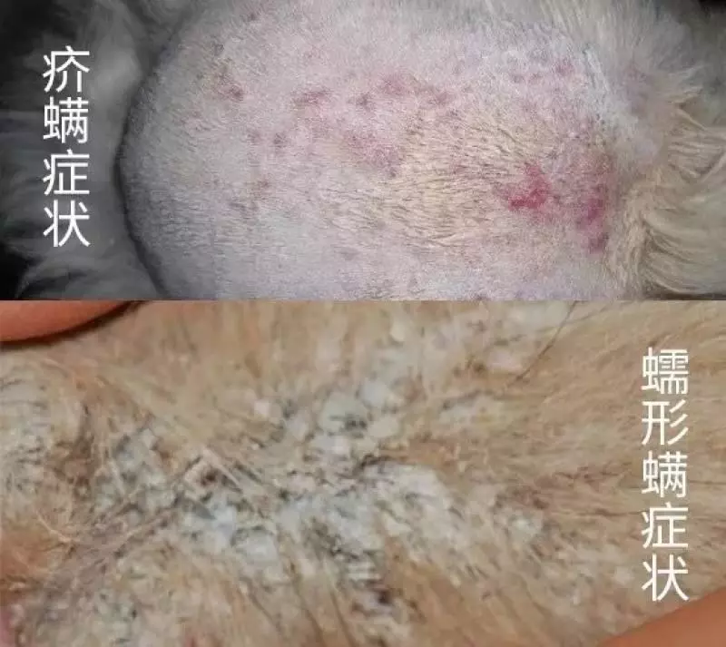 狗狗身上全是蟎蟲,都是錯誤清潔惹的禍